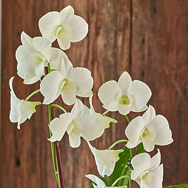 White Dendrobium Orchid Garden In 5" Ceramic Cachepot 3 White Dendrobium Orchid Garden In 5" Ceramic Cachepot