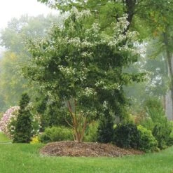 Heptacodium Miconioides Temple Of Bloom® 11 Heptacodium Miconioides Temple Of Bloom® -Garden Bloomy Shop x600 20056