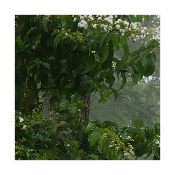 Heptacodium Miconioides Temple Of Bloom® 6 Heptacodium Miconioides Temple Of Bloom® - Image 4