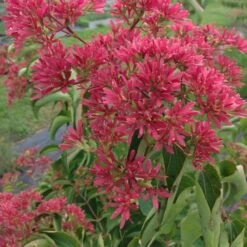 Heptacodium Miconioides Temple Of Bloom® 14 Heptacodium Miconioides Temple Of Bloom® -Garden Bloomy Shop x600 20060