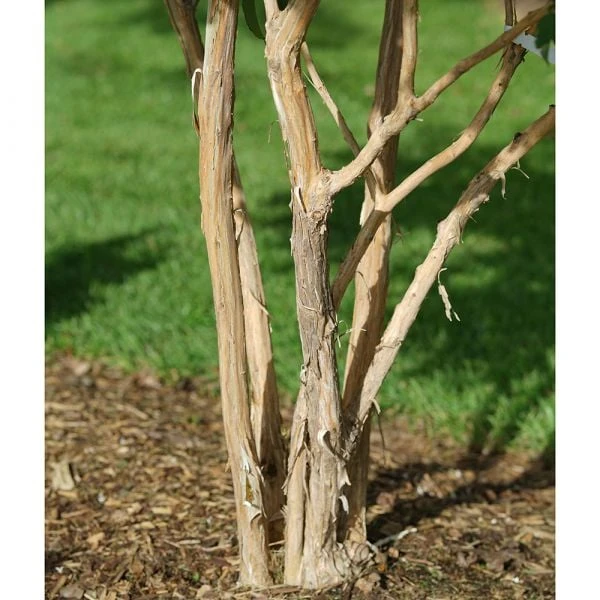 Heptacodium Miconioides Temple Of Bloom® 9 Heptacodium Miconioides Temple Of Bloom® - Image 7