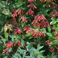 Lonicera Sempervirens 'Major Wheeler' 11 Lonicera Sempervirens 'Major Wheeler' -Garden Bloomy Shop x600 20081