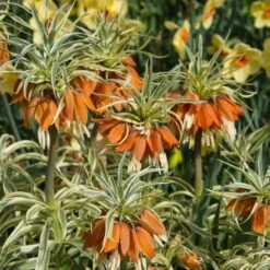 Fritillaria Imperialis 'Aureomarginata' -Garden Bloomy Shop x600 20124
