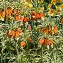 Fritillaria Imperialis 'Aureomarginata' -Garden Bloomy Shop x600 20125