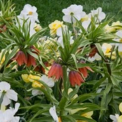 Fritillaria Imperialis 'Rubra Maxima' -Garden Bloomy Shop x600 20126