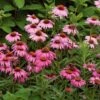 Echinacea Purpurea 'Magnus' -Garden Bloomy Shop x600 20131