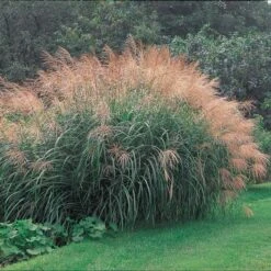 Ornamental Grass: Miscanthus Sinensis 'Silver Feather' 11 Ornamental Grass: Miscanthus Sinensis 'Silver Feather' -Garden Bloomy Shop x600 20147
