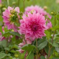 Dahlia 'Café Au Lait Rosé' -Garden Bloomy Shop x600 20166 1