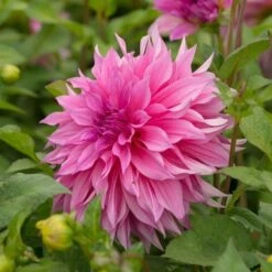 Dahlia 'Café Au Lait Rosé' -Garden Bloomy Shop x600 20167