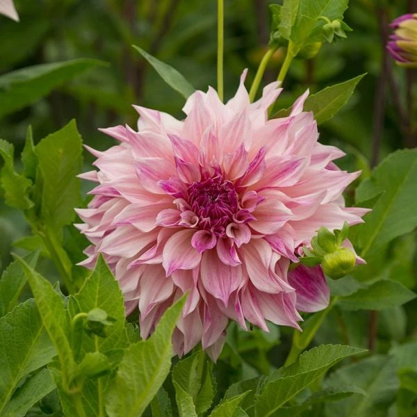 Dahlia 'Café Au Lait Royal' 5 Dahlia 'Café Au Lait Royal' - Image 3