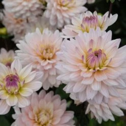 Dahlia 'Diana's Memory' -Garden Bloomy Shop x600 20179