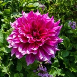 Dahlia 'Emory Paul' 7 Dahlia 'Emory Paul' -Garden Bloomy Shop x600 20181