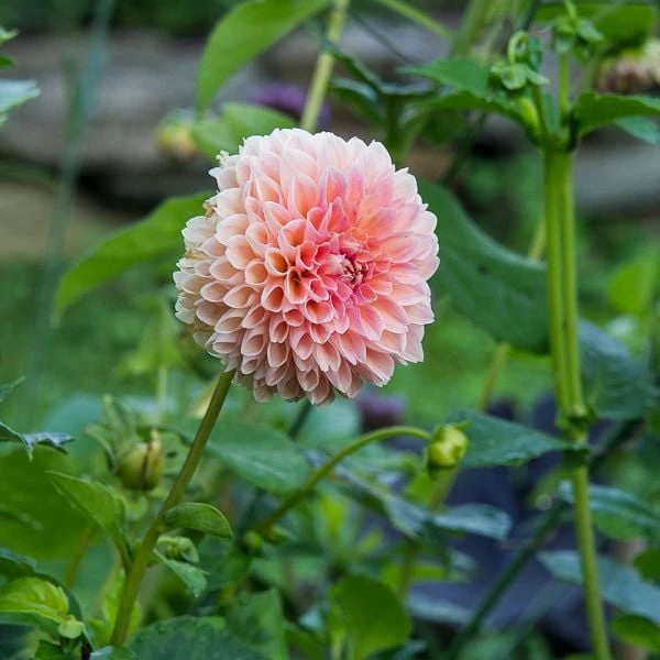 Dahlia 'Linda's Baby' 3 Dahlia 'Linda's Baby' - Image 2