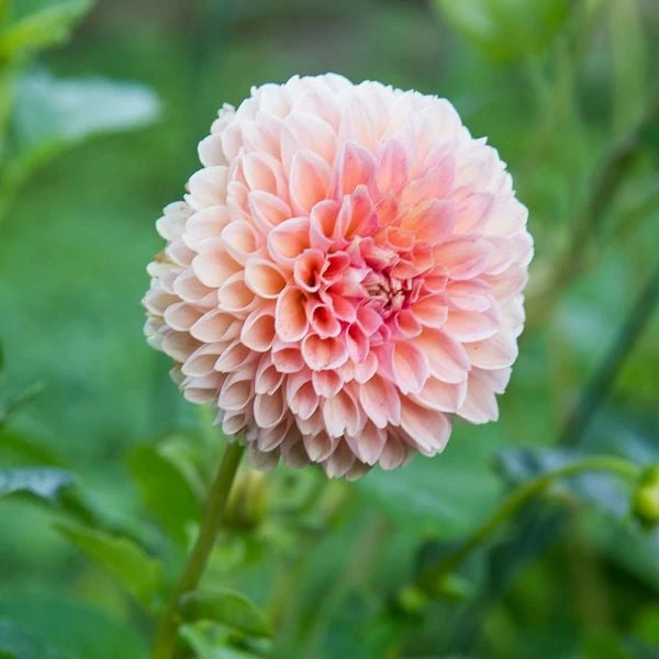 Dahlia 'Linda's Baby' 4 Dahlia 'Linda's Baby' - Image 3