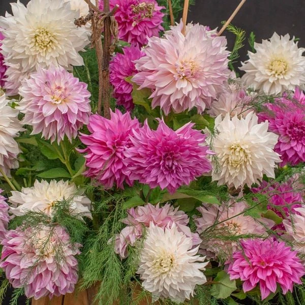 Garden Bloomy Shop 34 Garden Bloomy Shop -Garden Bloomy Shop x600 20190