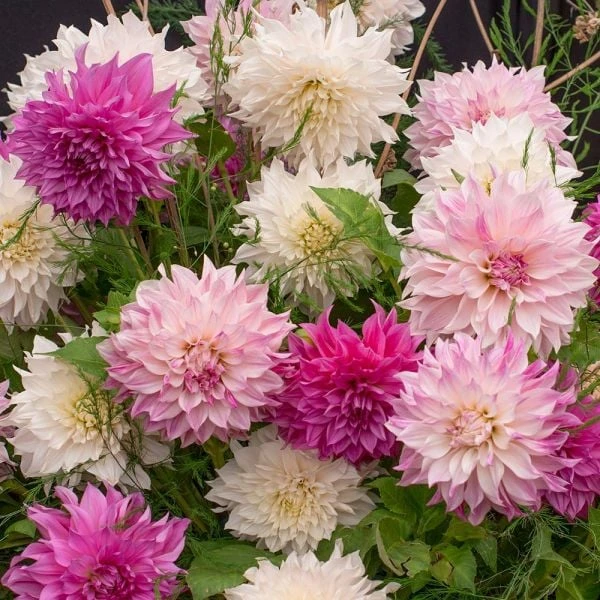 Café Au Lait Trio 4 Café Au Lait Trio - Image 2