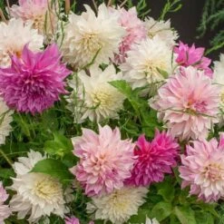 Café Au Lait Trio 11 Café Au Lait Trio -Garden Bloomy Shop x600 20192