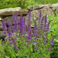 Salvia X Sylvestris 'May Night' -Garden Bloomy Shop x600 20215