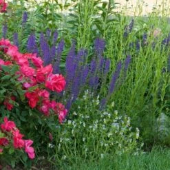 Salvia X Sylvestris 'May Night' -Garden Bloomy Shop x600 20217