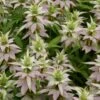 Monarda Punctata 1 Monarda Punctata -Garden Bloomy Shop x600 20379