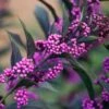 Callicarpa Pearl Glam® -Garden Bloomy Shop x600 20409