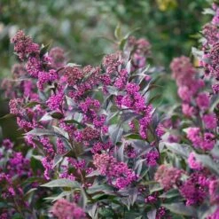 Callicarpa Pearl Glam® -Garden Bloomy Shop x600 20410