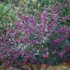 Callicarpa Pearl Glam® -Garden Bloomy Shop x600 20411