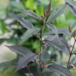 Callicarpa Pearl Glam® -Garden Bloomy Shop x600 20412