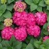 Hydrangea Macrophylla Endless Summer® Summer Crush®