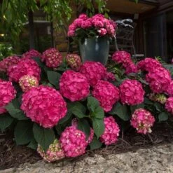 Hydrangea Macrophylla Endless Summer® Summer Crush® -Garden Bloomy Shop x600 20432