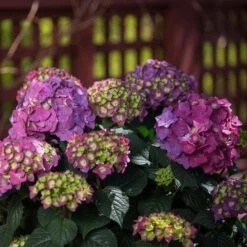 Hydrangea Macrophylla Endless Summer® Summer Crush® -Garden Bloomy Shop x600 20434