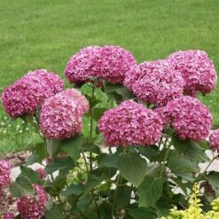 Hydrangea Arborescens Invincibelle Mini Mauvette® 7 Hydrangea Arborescens Invincibelle Mini Mauvette® -Garden Bloomy Shop x600 20440