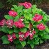 Hydrangea Macrophylla Cherry Explosion 2 Hydrangea Macrophylla Cherry Explosion -Garden Bloomy Shop x600 20473