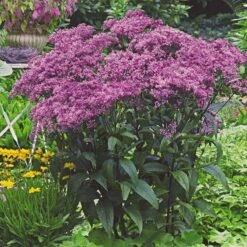 Pollinator Bulb & Perennial Garden -Garden Bloomy Shop x600 20480