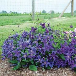 Clematis Sapphire Indigo™ -Garden Bloomy Shop x600 20491 1