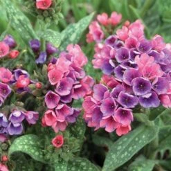 Pulmonaria 'Raspberry Splash' -Garden Bloomy Shop x600 20497
