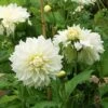 Dahlia 'Fleurel' -Garden Bloomy Shop x600 20532 1