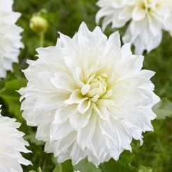 Dahlia 'Fleurel' -Garden Bloomy Shop x600 20533