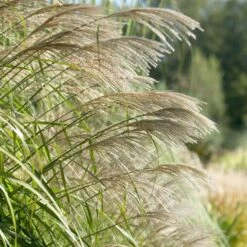 Ornamental Grass: Miscanthus Sinensis 'Silver Feather' 9 Ornamental Grass: Miscanthus Sinensis 'Silver Feather' -Garden Bloomy Shop x600 20535