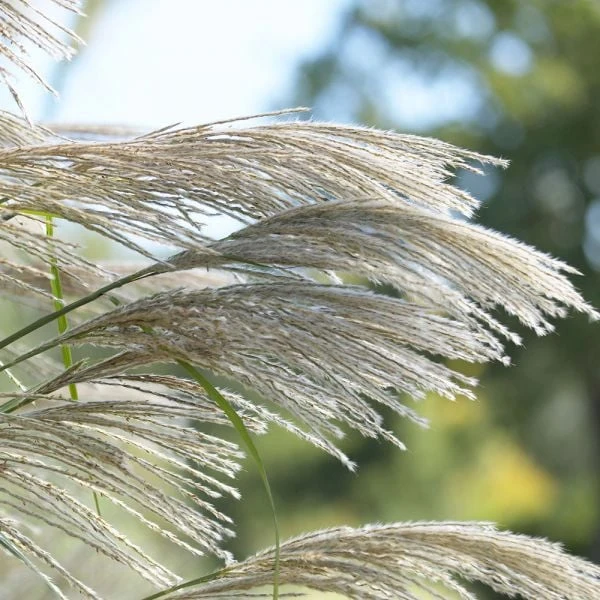 Ornamental Grass: Miscanthus Sinensis 'Silver Feather' 6 Ornamental Grass: Miscanthus Sinensis 'Silver Feather' - Image 4