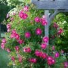 Rose 'William Baffin' -Garden Bloomy Shop x600 20605