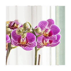 Purple-and-white Mini Moth Orchids In Ceramic Cachepot -Garden Bloomy Shop x600 20862