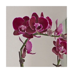Burgundy Compact Moth Orchids In 5" Ceramic Cachepot 7 Burgundy Compact Moth Orchids In 5" Ceramic Cachepot -Garden Bloomy Shop x600 20864