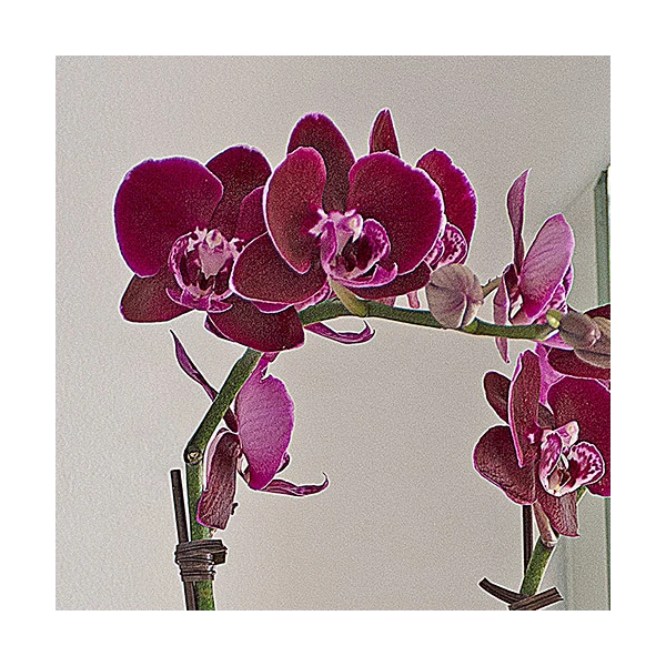 Burgundy Compact Moth Orchids In 5" Ceramic Cachepot 5 Burgundy Compact Moth Orchids In 5" Ceramic Cachepot - Image 3