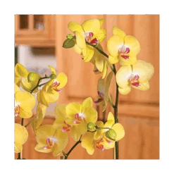 Yellow Moth Orchid In 5" White Ceramic Cachepot 7 Yellow Moth Orchid In 5" White Ceramic Cachepot -Garden Bloomy Shop x600 20866