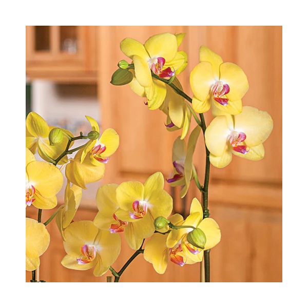 Yellow Moth Orchid In 5" White Ceramic Cachepot 5 Yellow Moth Orchid In 5" White Ceramic Cachepot - Image 3