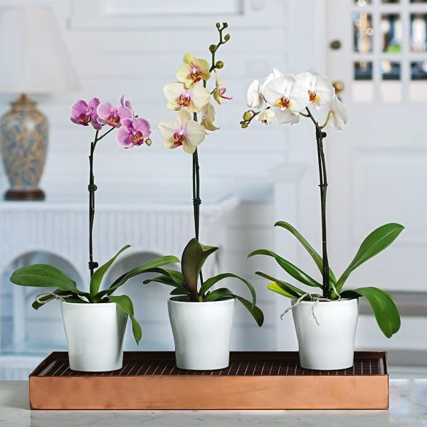 Pink Moth Orchid In 5" White Ceramic Cachepot 4 Pink Moth Orchid In 5" White Ceramic Cachepot - Image 2