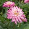 Dahlia 'XXL Aztec Veracruz' -Garden Bloomy Shop x600 20987