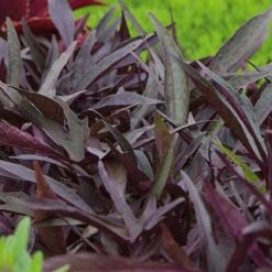 Pollinator Pleaser Annual Collection -Garden Bloomy Shop x600 20995