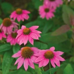 Tough As Nails Deer-Resistant Garden For Sun -Garden Bloomy Shop x600 21009 1